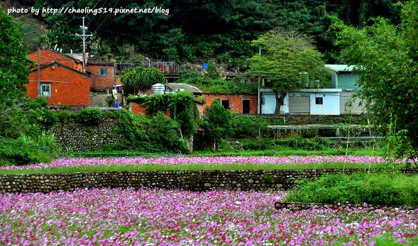 林口頂福花海-8.JPG