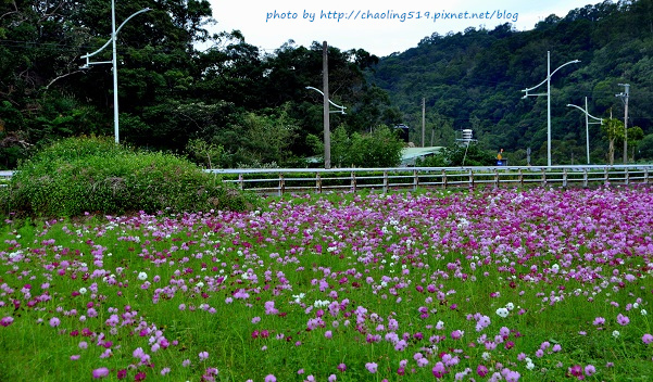 林口頂福花海-10.JPG