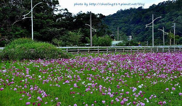 林口頂福花海-10.JPG