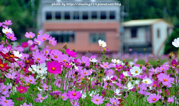 林口頂福花海-13.JPG