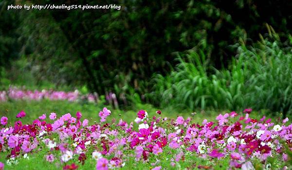 林口頂福花海-15.JPG