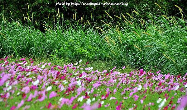 林口頂福花海-16.JPG