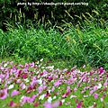林口頂福花海-16.JPG