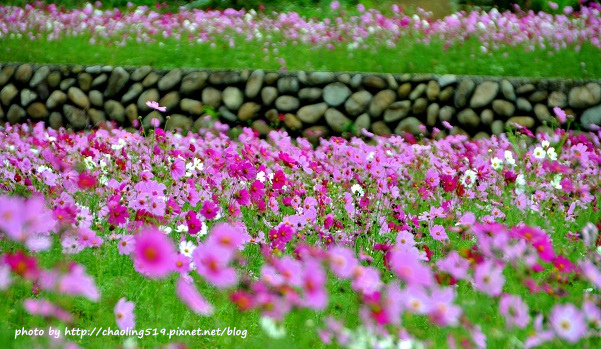 林口頂福花海-17.JPG