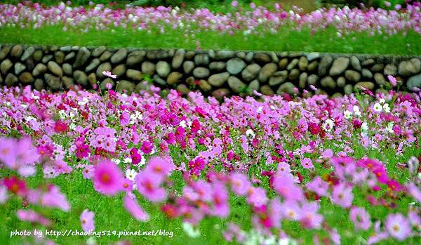 林口頂福花海-17.JPG