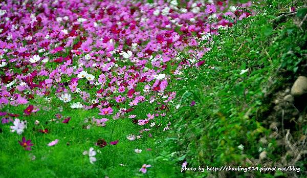 林口頂福花海-19.JPG