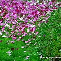 林口頂福花海-19.JPG
