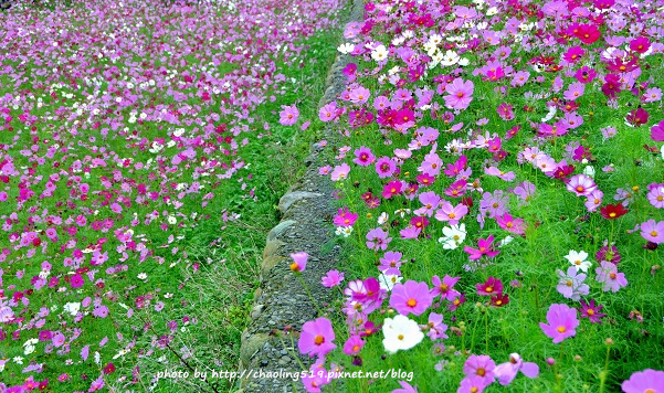 林口頂福花海-20.JPG