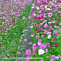 林口頂福花海-20.JPG