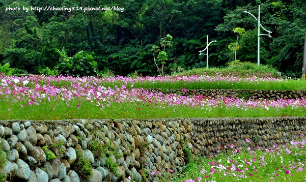 林口頂福花海-21.JPG