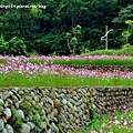 林口頂福花海-21.JPG