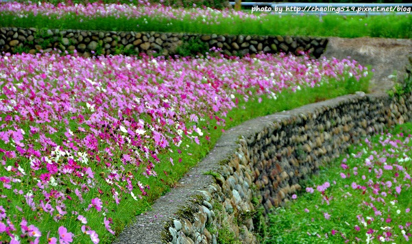 林口頂福花海-22.JPG