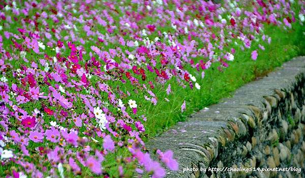 林口頂福花海-23.JPG