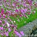 林口頂福花海-23.JPG