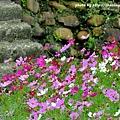 林口頂福花海-24.JPG