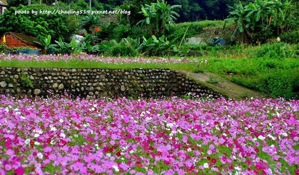 林口頂福花海-26.JPG