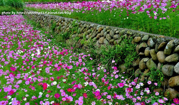 林口頂福花海-25.JPG