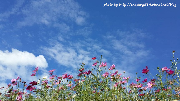 林口頂福花海-30.jpg