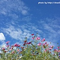 林口頂福花海-30.jpg