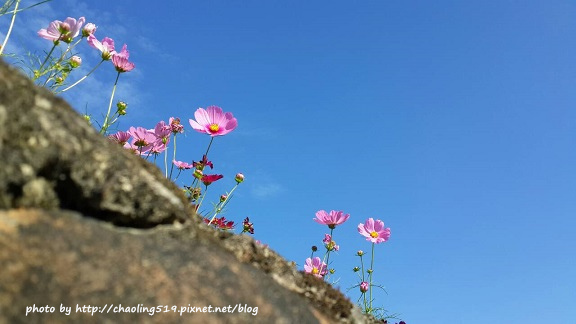 林口頂福花海-29.jpg