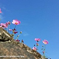 林口頂福花海-29.jpg