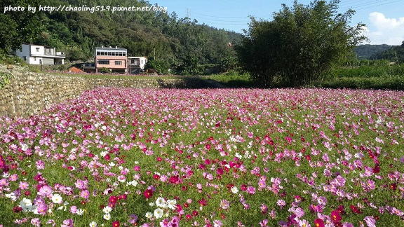 林口頂福花海-28.jpg