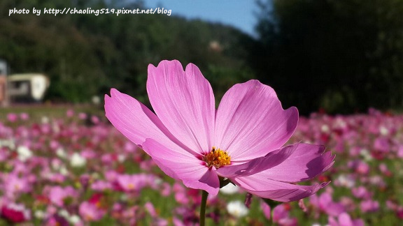 林口頂福花海-31.jpg