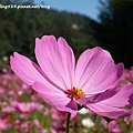 林口頂福花海-31.jpg