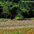鶯歌花海-6.JPG