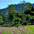 鶯歌花海-7.JPG