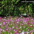鶯歌花海-9.JPG