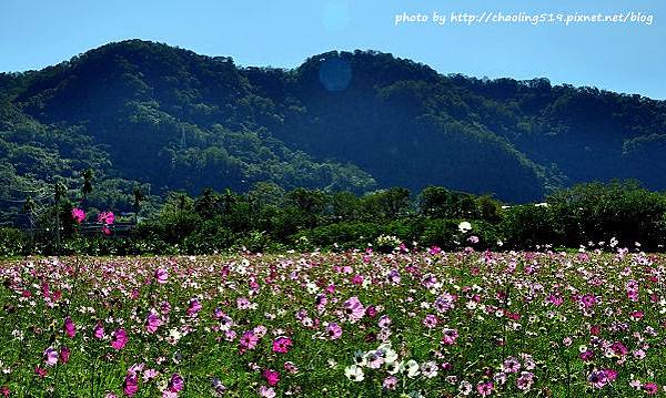 鶯歌花海-8.JPG