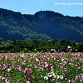 鶯歌花海-8.JPG