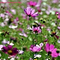 鶯歌花海-14.JPG