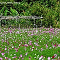 鶯歌花海-16.JPG