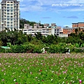 鶯歌花海-15.JPG