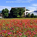 鶯歌花海-23.JPG