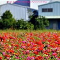 鶯歌花海-25.JPG
