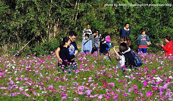 2015桃園花彩節-3.JPG