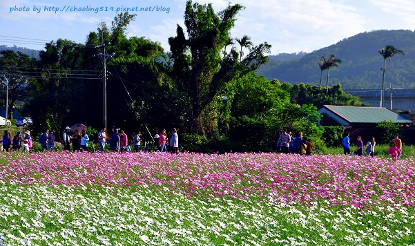 2015桃園花彩節-6.JPG