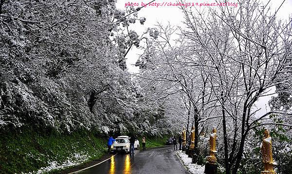 坪林雪地追櫻-1.JPG