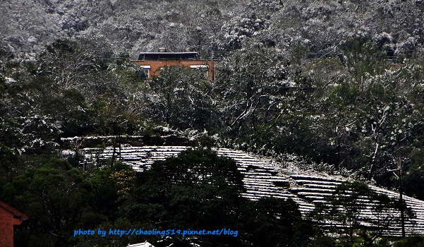 坪林雪地追櫻-4.JPG