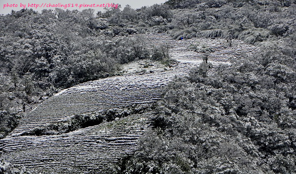 坪林雪地追櫻-14.JPG