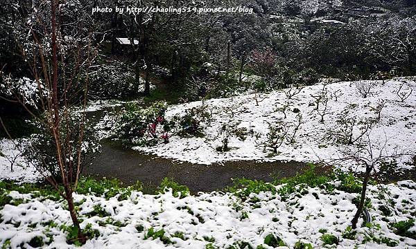 坪林雪地追櫻-13.JPG