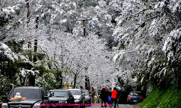 坪林雪地追櫻-16.JPG