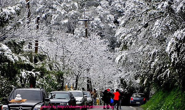 坪林雪地追櫻-16.JPG