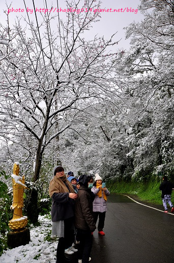 坪林雪地追櫻-18.JPG