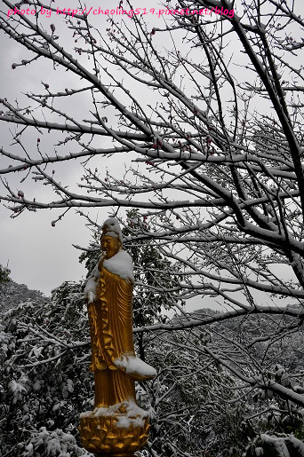 坪林雪地追櫻-19.JPG