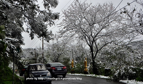 坪林雪地追櫻-17.JPG