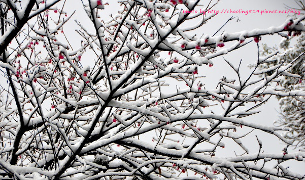 坪林雪地追櫻-21.JPG